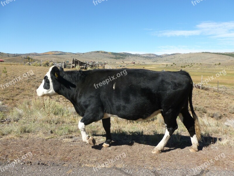 Cow Field Graze Pasture Farmland