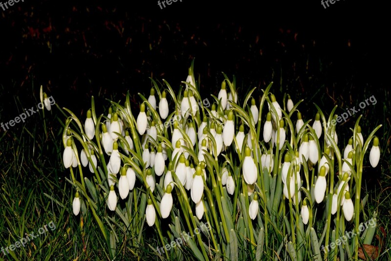 Snowdrop End Of Winter Signs Of Spring February Plant