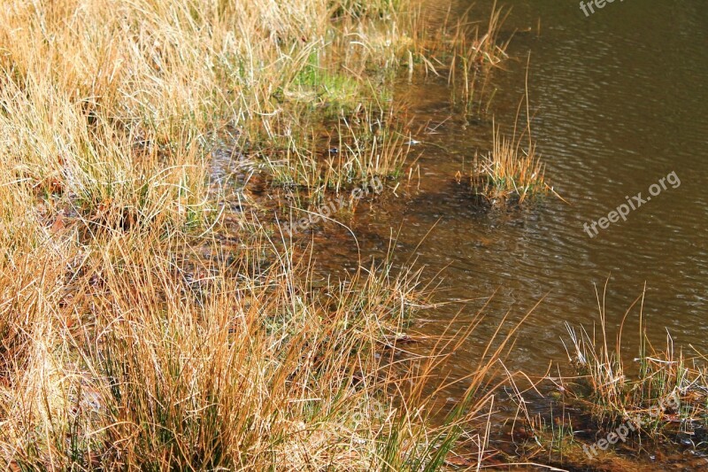 Reed Bank Lake Water Idyll