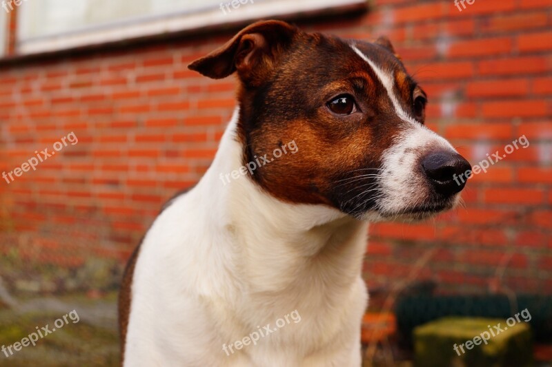 Head Portrait Eye Nose Dog