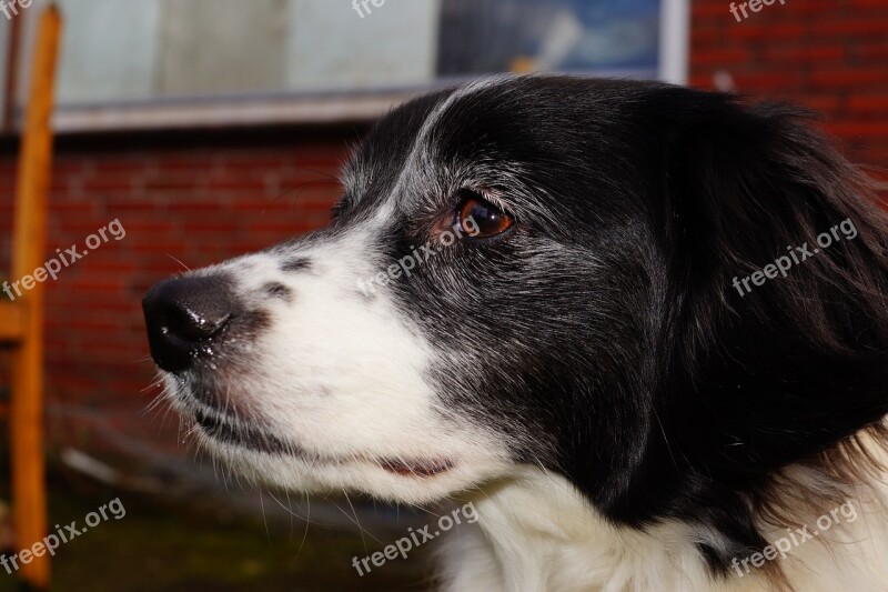 Dog Head Portrait Black And White Male