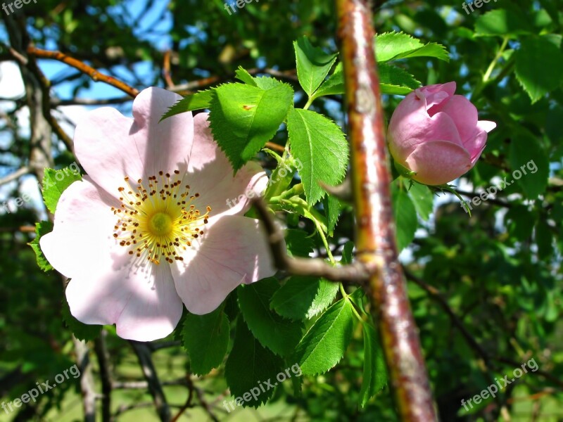 Rose Rosebud Rosebush Flower Flowers