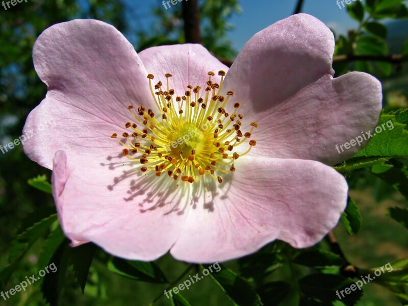 Rose Rosebush Flower Flowers Blossom