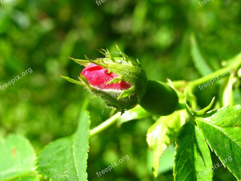 Rose Rosebud Rosebush Flower Flowers