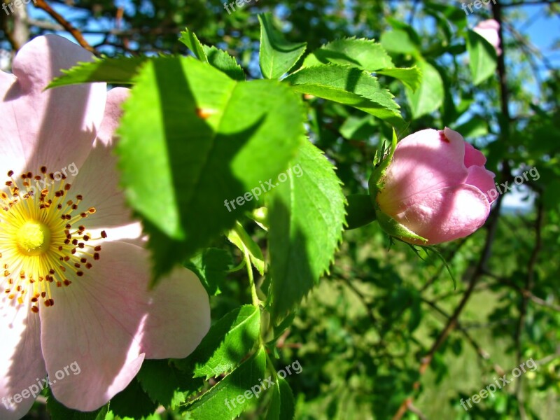 Rose Rosebud Rosebush Flower Flowers