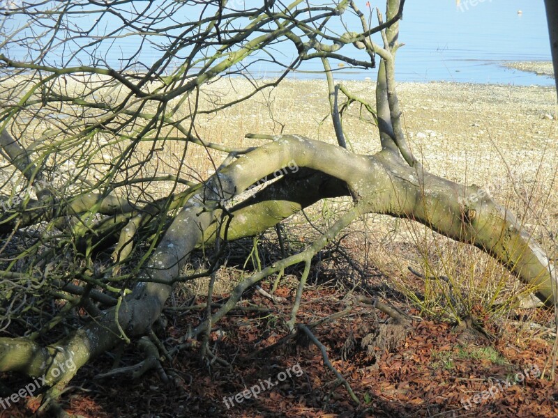 Tree Log Aesthetic Bark Sawed Off