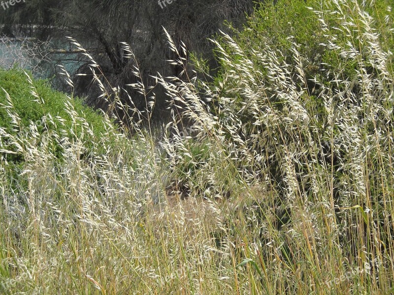 Grasses Grass Wheat Nature Plants