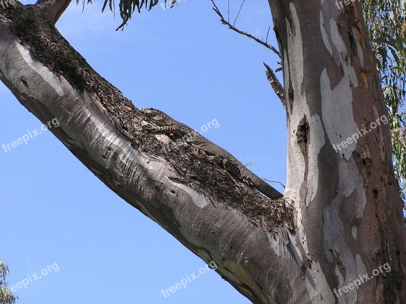 Camouflage Goanna Murray River Lizard Reptile