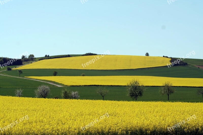 Rapeseed Fields Field Oilseed Rape Summer Nature