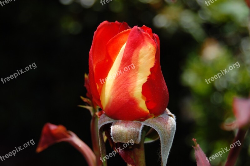 Rose Roses Flora Flower Flowers