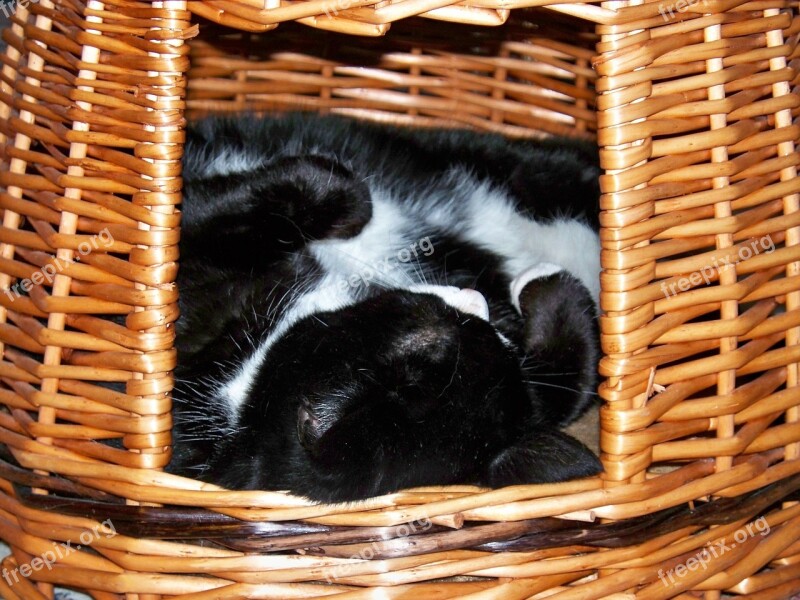 Cat Sleeping Hide Wicker Basket