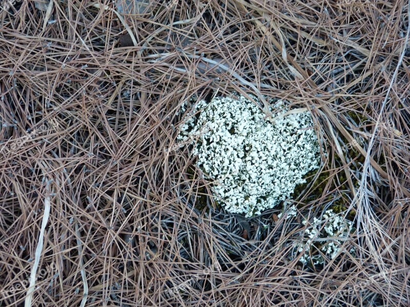 Lichen Nature Ecology Free Photos