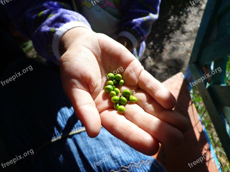 Hand Skin Peas Green Light