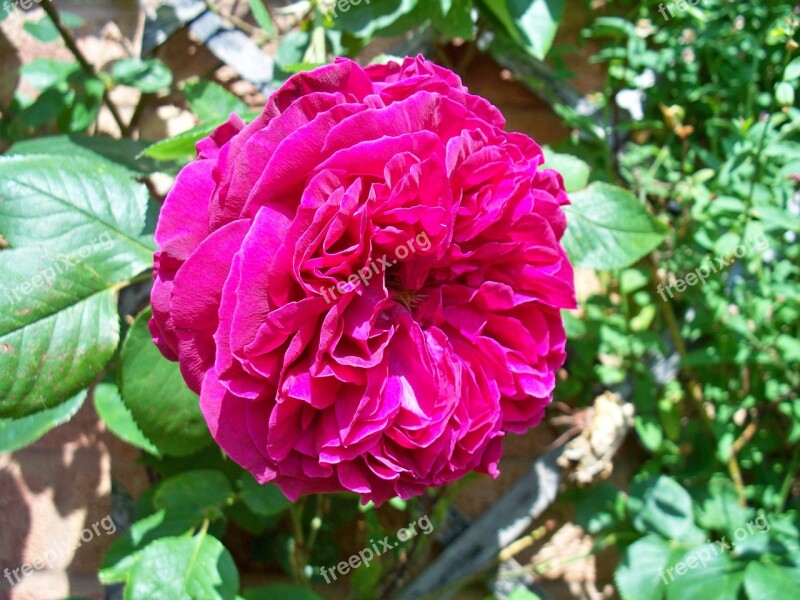 Red Rose Turkish Delight Rose Climbing Rose Flower Large