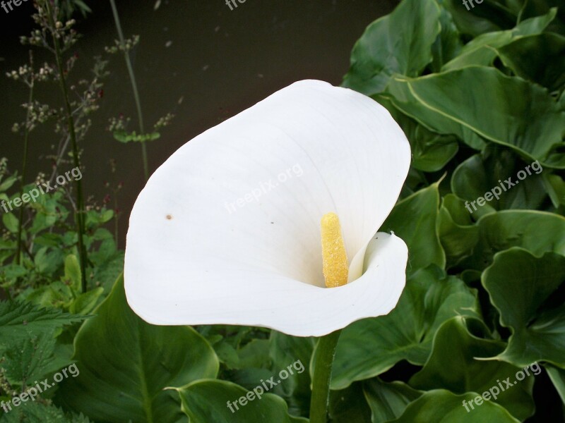 Zantedeschia Lily White Flower Arum