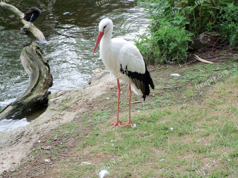 Stork Animals Nature Free Photos