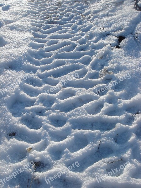 Winter Snow Print Path Free Photos