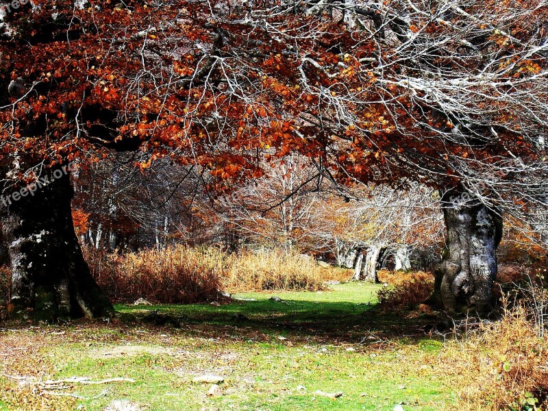 Nature Trees Green Environment Ecology