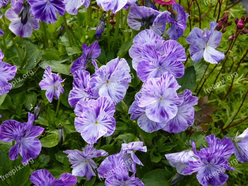 Flowers Plant Viola Violet White