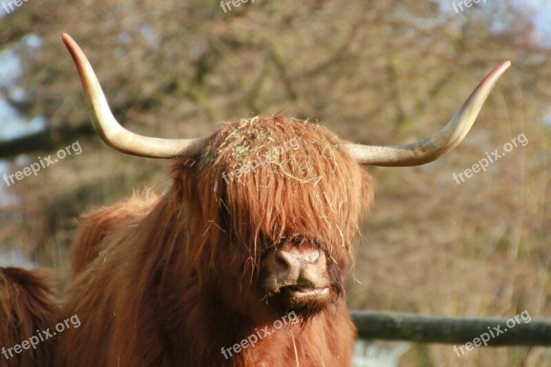 Scottish Highland Beef Animal Brown Animals