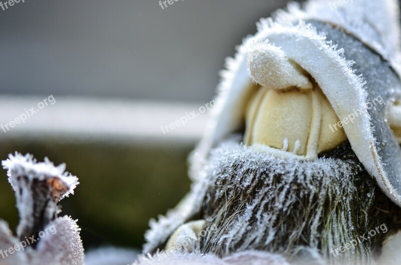 Dwarf Garden Frost Winter Ice Crystals