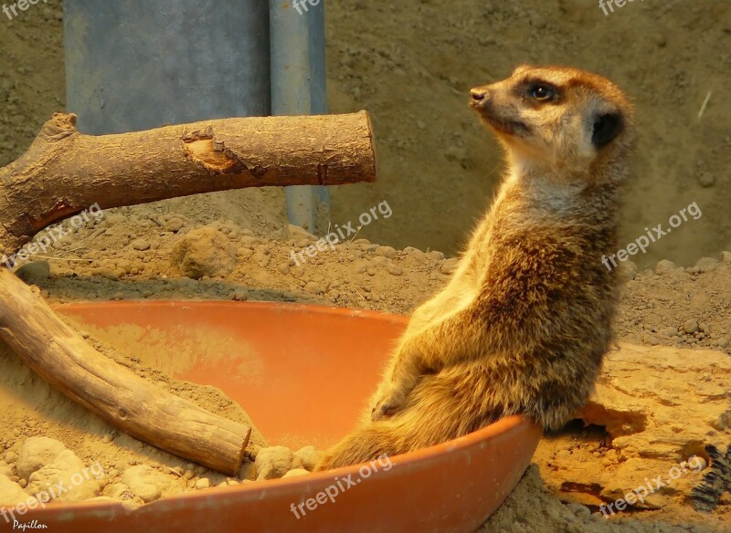 Meerkat Zoo Animal Animals Nature