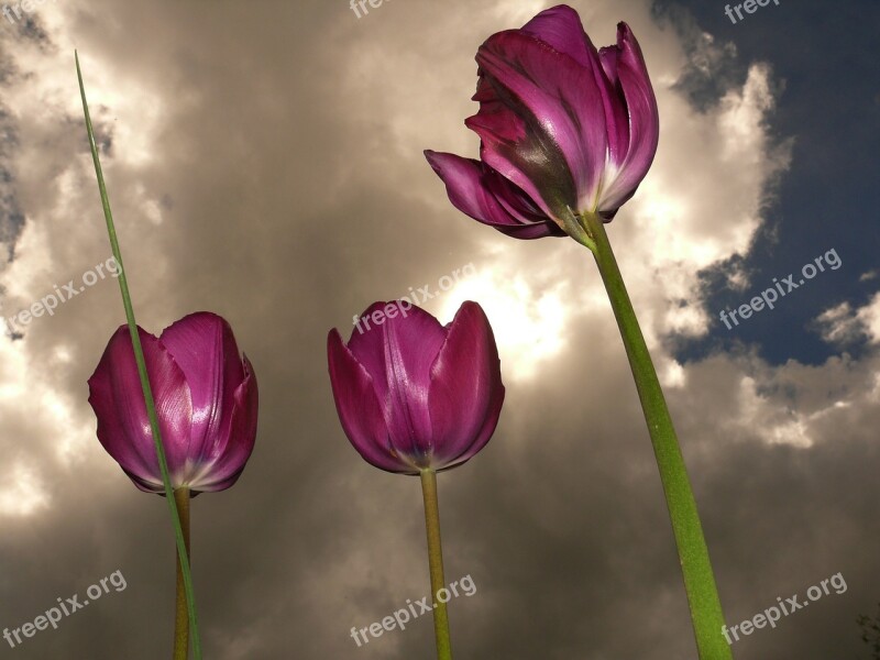 Tulips Backlighting Beautiful Sky Dramatic