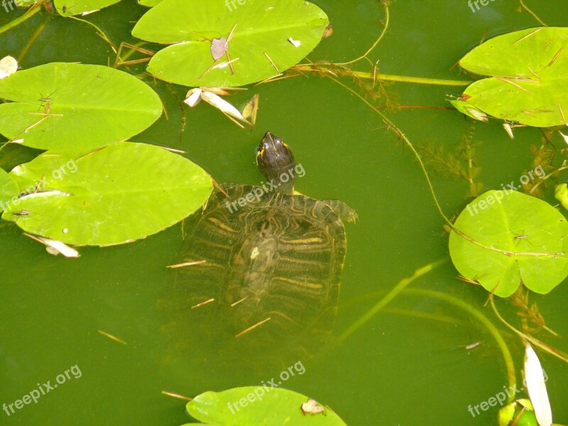 Water Turtle Turtle Water Free Photos