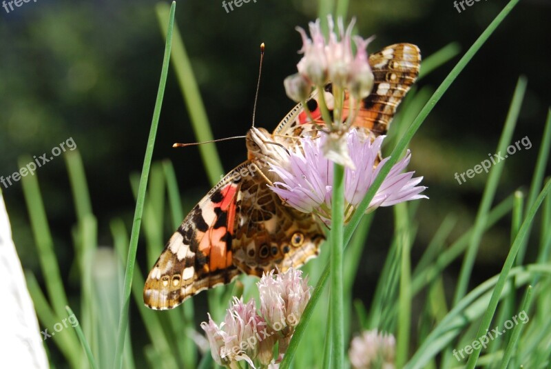 Butterfly Proboscis Suck Insect Animal