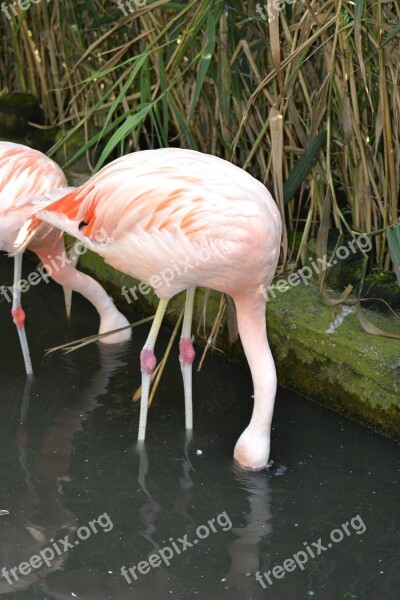 Feeding Flamingos Pink Flamingos Wading Birds Long Neck Long Legs