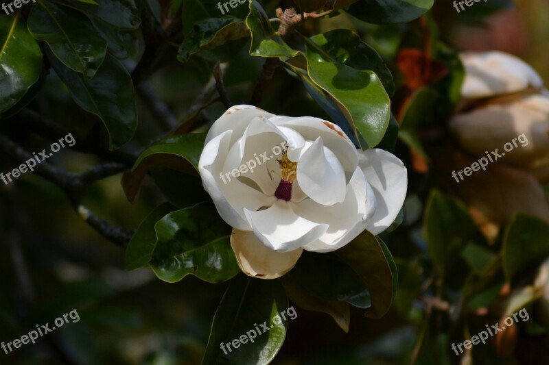 Magnolia Grandiflora Southern Magnolia White Flower Green Leaves Tree