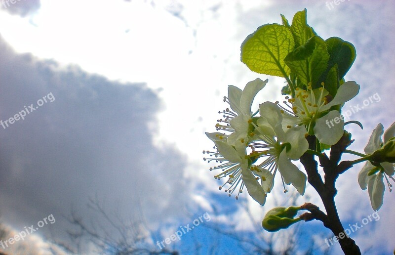 White Flower Cherry Enlightenment Free Photos