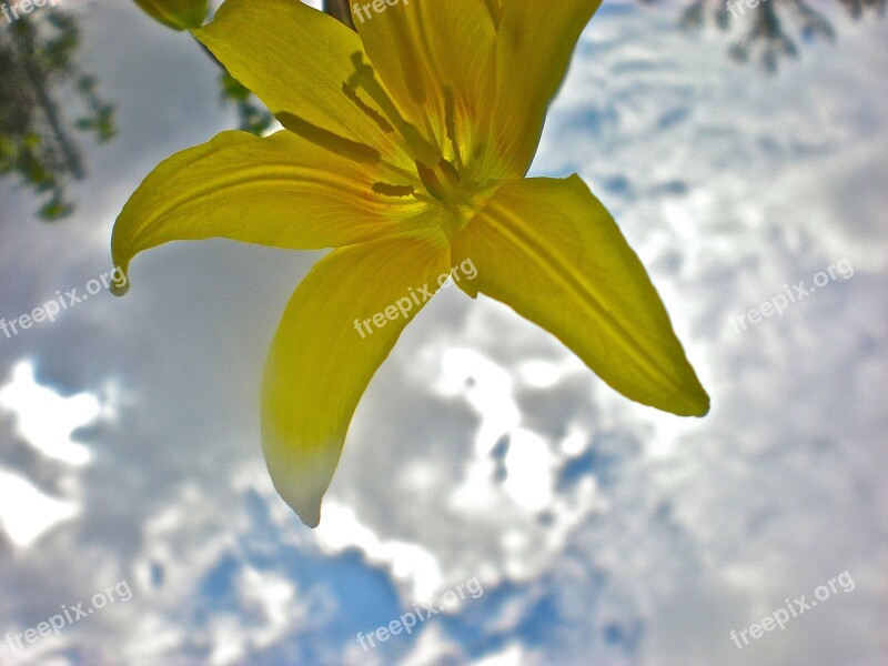 Lily Yellow Flower Cloud Target