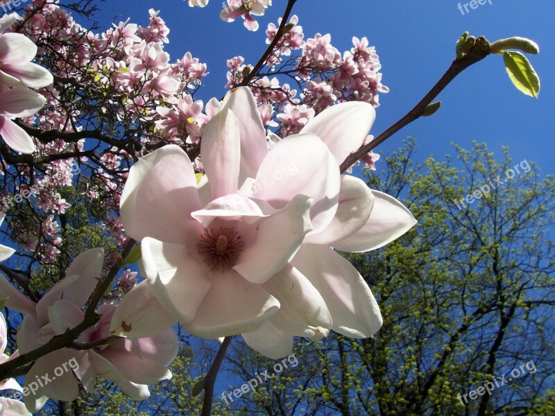 Magnolia Cream Pink Flower Petal