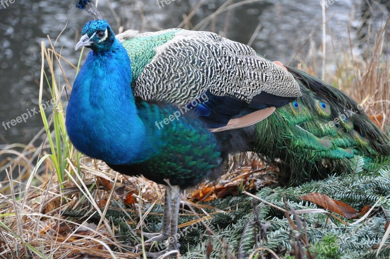 Peacock Bird Park Proud Colored