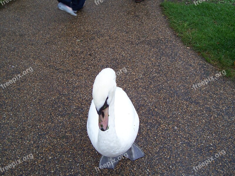 Female Mute Swan Pen White Bird Beak