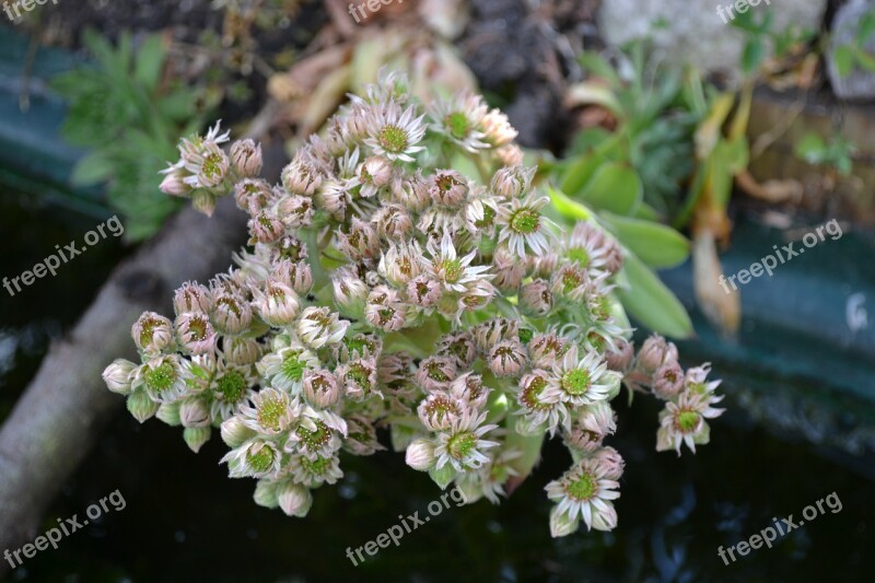 Ice Plant Houseleek English Aloe Vera Hens And Chicks Succulent Plant