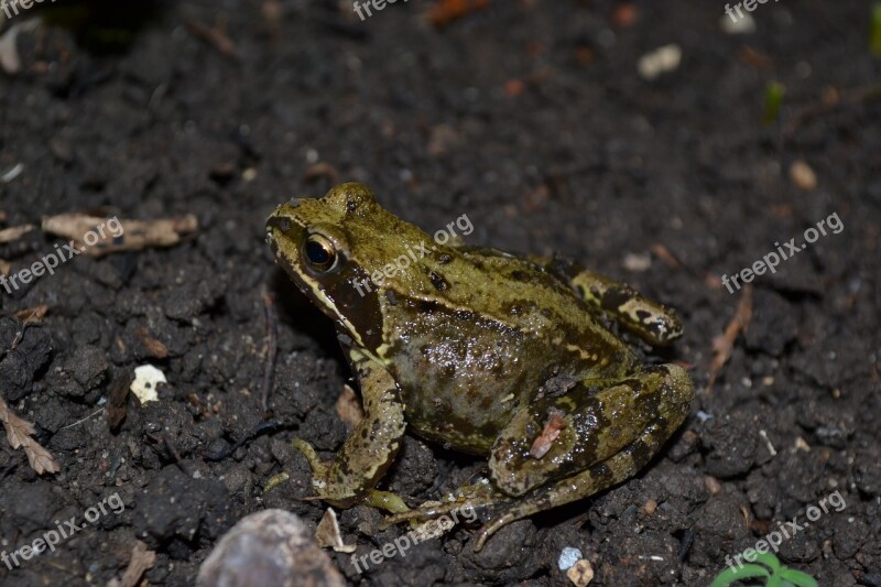 Frog Common Frog Amphibian Rana Temporaria Wet