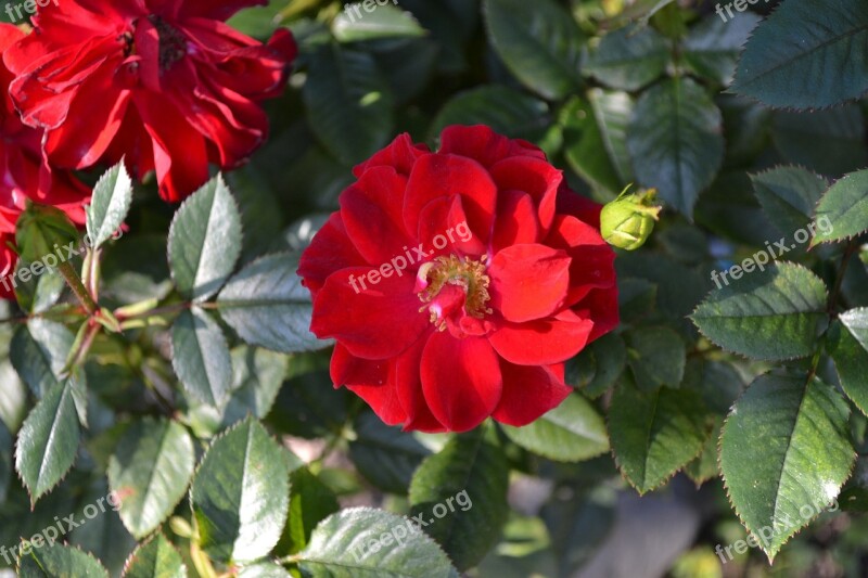 Rose Red Floribunda Close-up Green Leaves