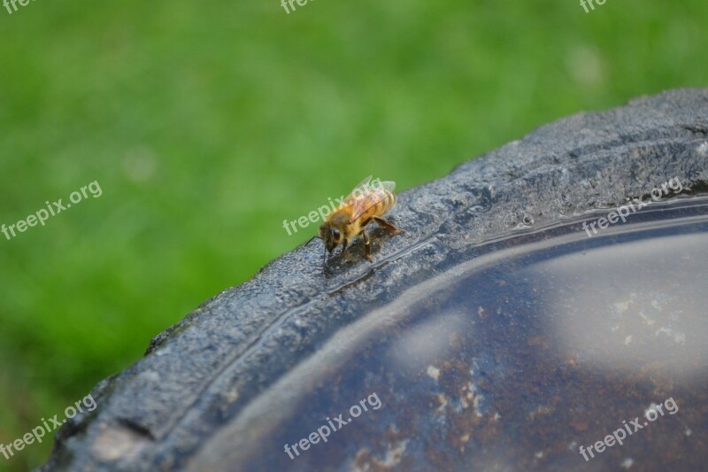 Honeybee Drink Insect Buckfast Golden Bee