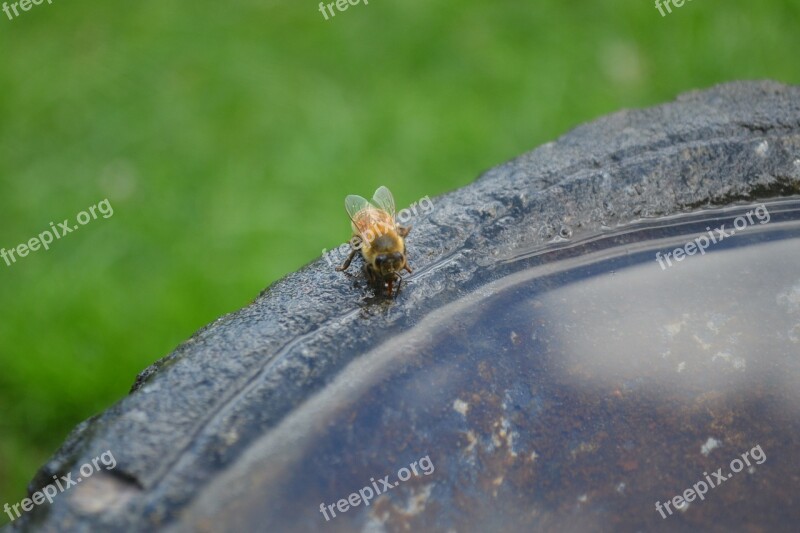 Honeybee Drink Insect Buckfast Golden Bee