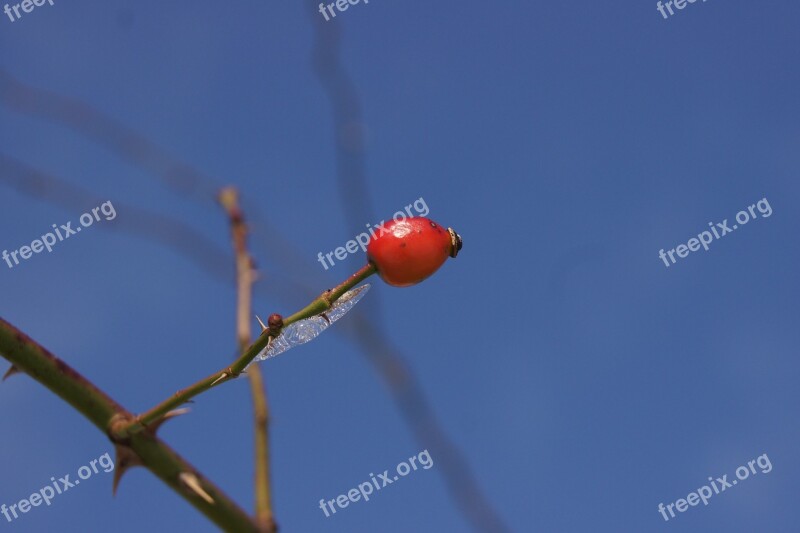 Rose Hip Branch Sky Blue Free Photos