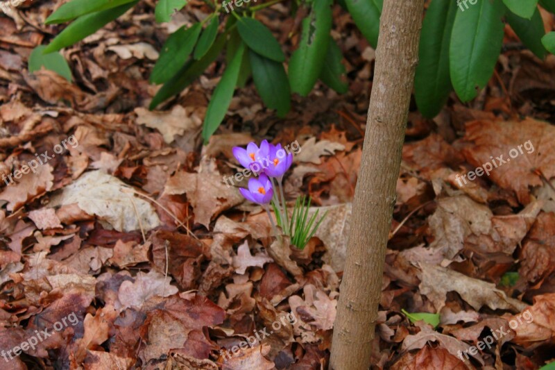 Crocus Flower Blossom Bloom Free Photos