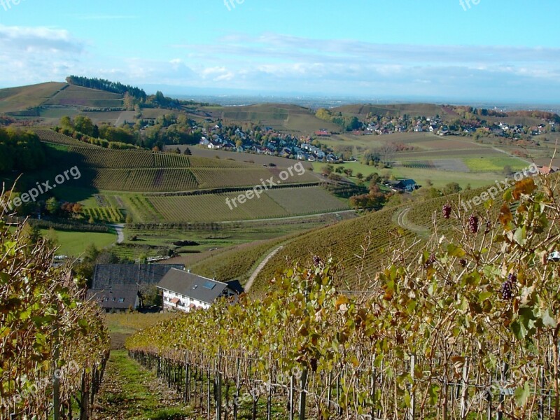 Vineyard Autumn Winegrowing Nature Wine