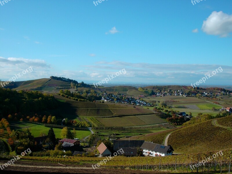 Vineyard Autumn Winegrowing Nature Wine