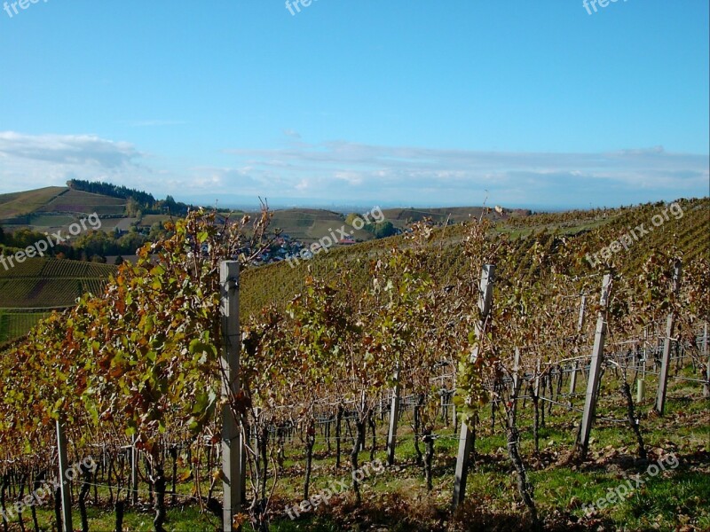 Vineyard Bright Autumn Autumn Leaf Leaf