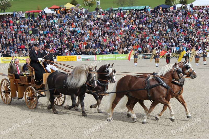 Marbach Horses Stallion Parade Arena Schwarzwälder Kaltblut