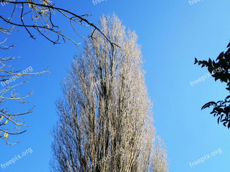 Tree Poplar Aesthetic Tribe Powerful