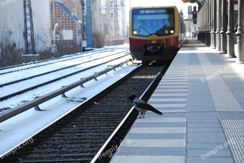 S Bahn Bird Public Means Of Transport Rail S Bahn Train