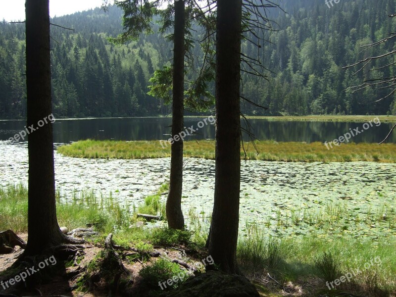 Bavarian Forest Lake Landscape Nature Trees